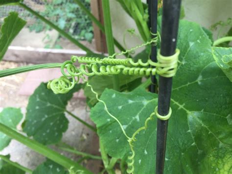 Tendril